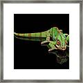 Sneaking Panther Chameleon, Reptile With Colorful Body On Black Mirror, Isolated Background Framed Print