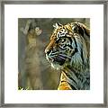 Sumatran Tiger #1 Framed Print