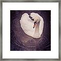 Swan #4 Framed Print