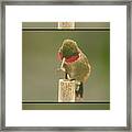 The Scratching Post #3 Framed Print