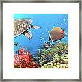 Underwater Panorama #4 Framed Print