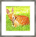 White-tailed Deer Fawn #4 Framed Print