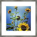 40 Sunflowers Framed Print