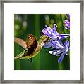 Hummingbird #45 Framed Print