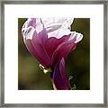 Magnolia #45 Framed Print