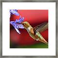Hummingbird #49 Framed Print