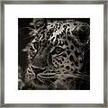 Amur Leopard #5 Framed Print