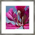 Bauhinia Purpurea - Hawaiian Orchid Tree Framed Print