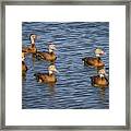 Black-bellied Whistling Duck #5 Framed Print