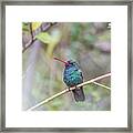 Broad-billed Hummingbird #5 Framed Print