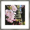 Cherry Blossom Beauty #5 Framed Print