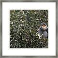 Douc Langur In Treetop Framed Print