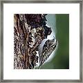 Eurasian Treecreeper #5 Framed Print