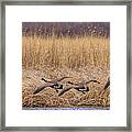 5 Geese Framed Print