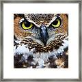 Great Horned Owl #5 Framed Print