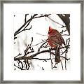 Male Northern Cardinal In Winter #5 Framed Print