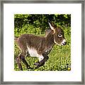 Miniature Donkey Foal #5 Framed Print