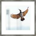 Gilded Flicker Framed Print