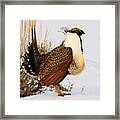 Sage Grouse #5 Framed Print