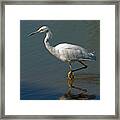 Snowy Egret #5 Framed Print