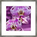 Stunning Orchids #5 Framed Print