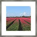 Tulips In Warmenhuizen #2 Framed Print