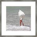 White Ibis #5 Framed Print