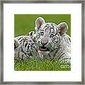 White Tiger Panthera Tigris #5 Framed Print