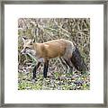Wild Red Fox In The Wild #5 Framed Print