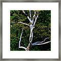 Fall Trees #53 Framed Print