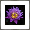 Water Lily #53 Framed Print