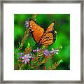 56- Viceroy Butterfly Framed Print