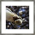 Magnolia Blossom #59 Framed Print