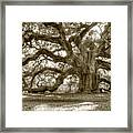 Angel Oak Live Oak Tree Framed Print