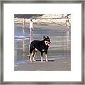 Australia - Dog Waits On Beach Framed Print