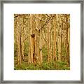 Boranup Forest Ii #6 Framed Print