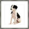 Borzoi Or Russian Wolfhound #6 Framed Print