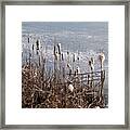 Bulrush #6 Framed Print