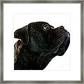 Cane Corso #6 Framed Print