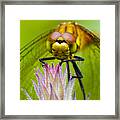 Dragonfly #6 Framed Print