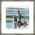 Great Blue Heron #6 Framed Print