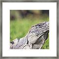 Iguana Framed Print