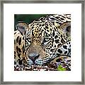 Jaguar Panthera Onca, Pantanal #6 Framed Print