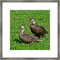 6- Mottled Ducks Framed Print