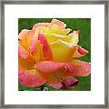 Rose #6 Framed Print