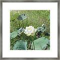 White Lotus Flower Flower Lotus Nature Summer Green Plant Blossom Asian #6 Framed Print