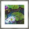 Jeweled Water Lilies #66 Framed Print