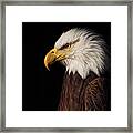 Bald Eagle  #7 Framed Print