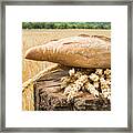 Bread And Wheat Cereal Crops. #7 Framed Print