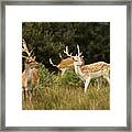 Fallow Deer #7 Framed Print